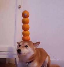 orange stacking dog
